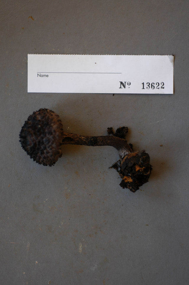 Strobilomyces confusus image